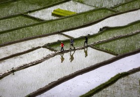 Anunț IMPORTANT pentru iubitorii de orez: Se anunță cea mai mare CRIZĂ GLOBALĂ din ultimii 20 de ani